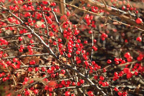 ornament red round fruits on tree branch plant